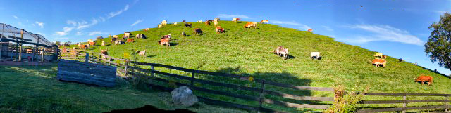 The Appalachian foot hills were decorated with beautiful cattle.