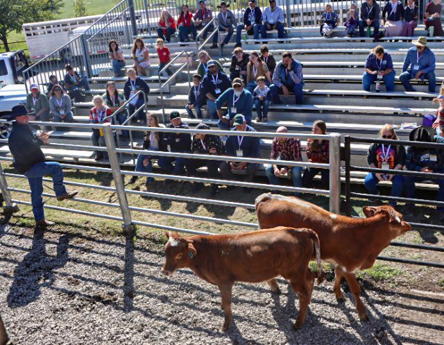 A serious part of the educational demonstration was methods of evaluation of weanling bulls and how to divide them into herd sire prospects, ropers, feeders or exhibition steers. This is very detailed, but piece by piece was a great display with Doug Burris, Darol  Dickinson and Joel Dickinson on the finer points. 