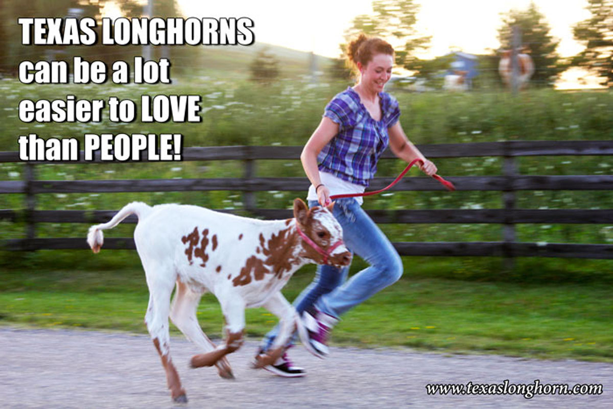 Texas Longhorns can be a lot easier to love than people.
