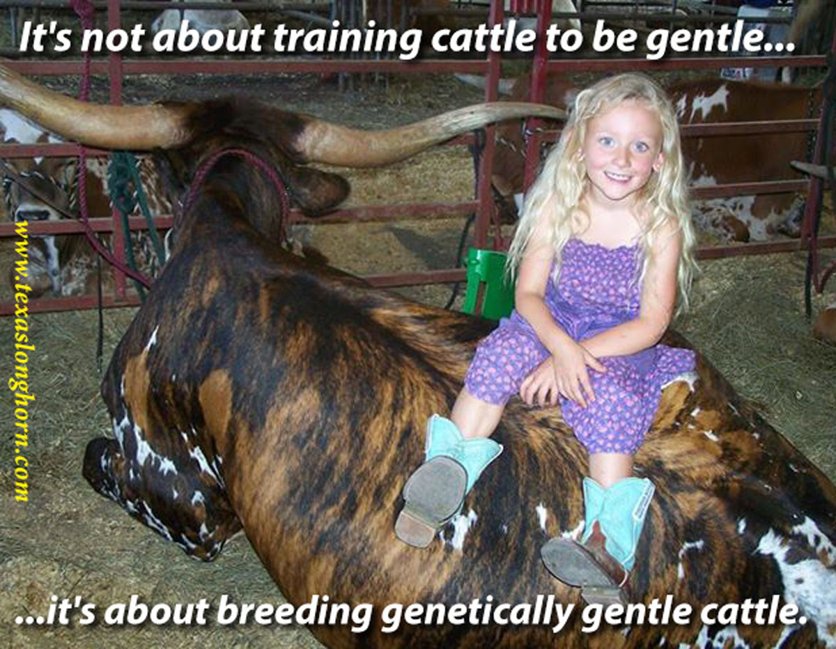 Its not about training cattle to be gentile, its about breeding genetically gentle cattle.