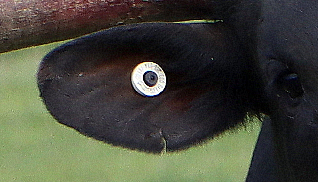 Calf with Hide