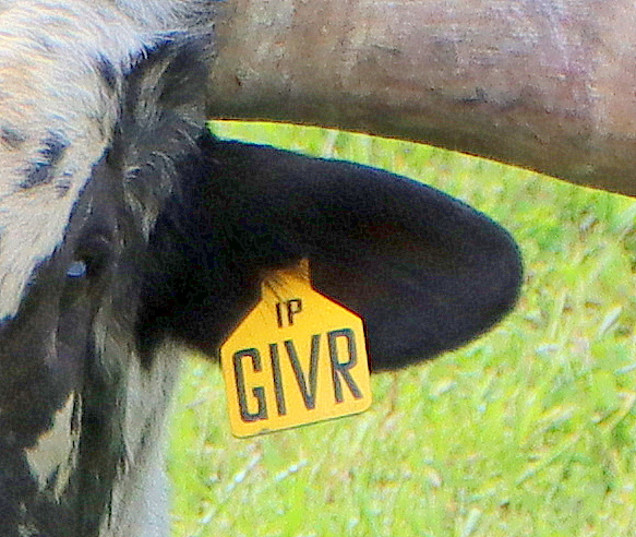 Attaching Hide to Calf