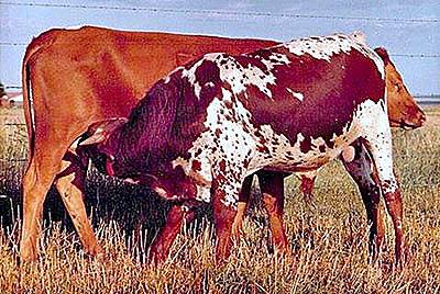Overwhelmer as a calf