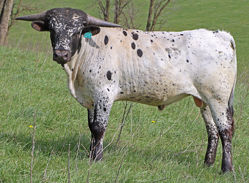 CUT'N JAM, the face to kill for. Will turn blue roan.