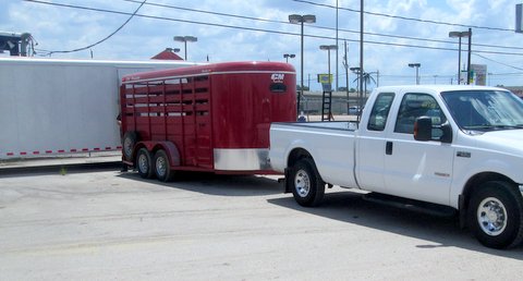 Transfering cattle in parking lot