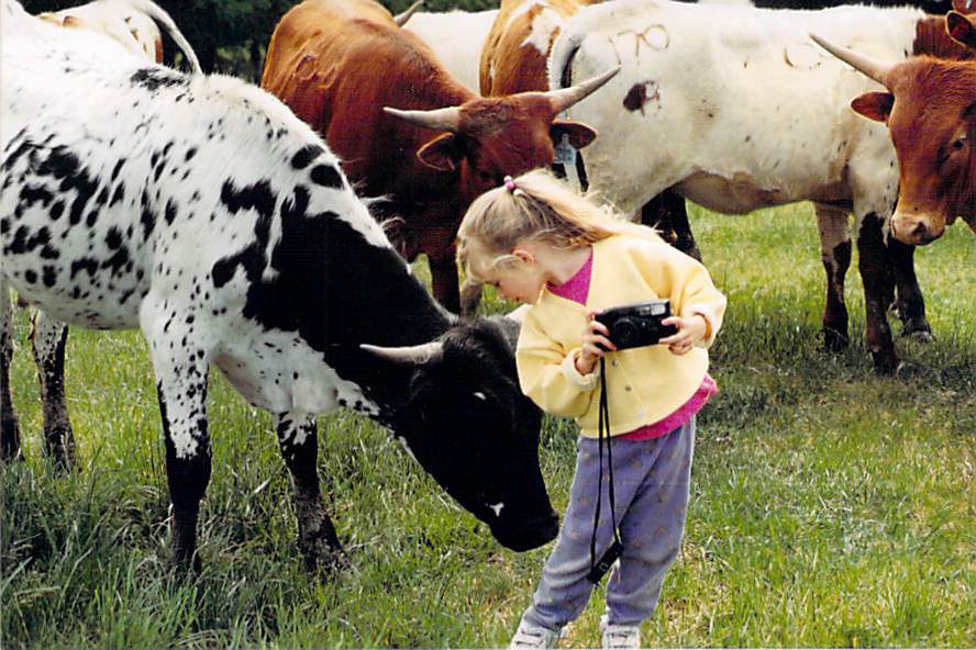 Girl With Heifers