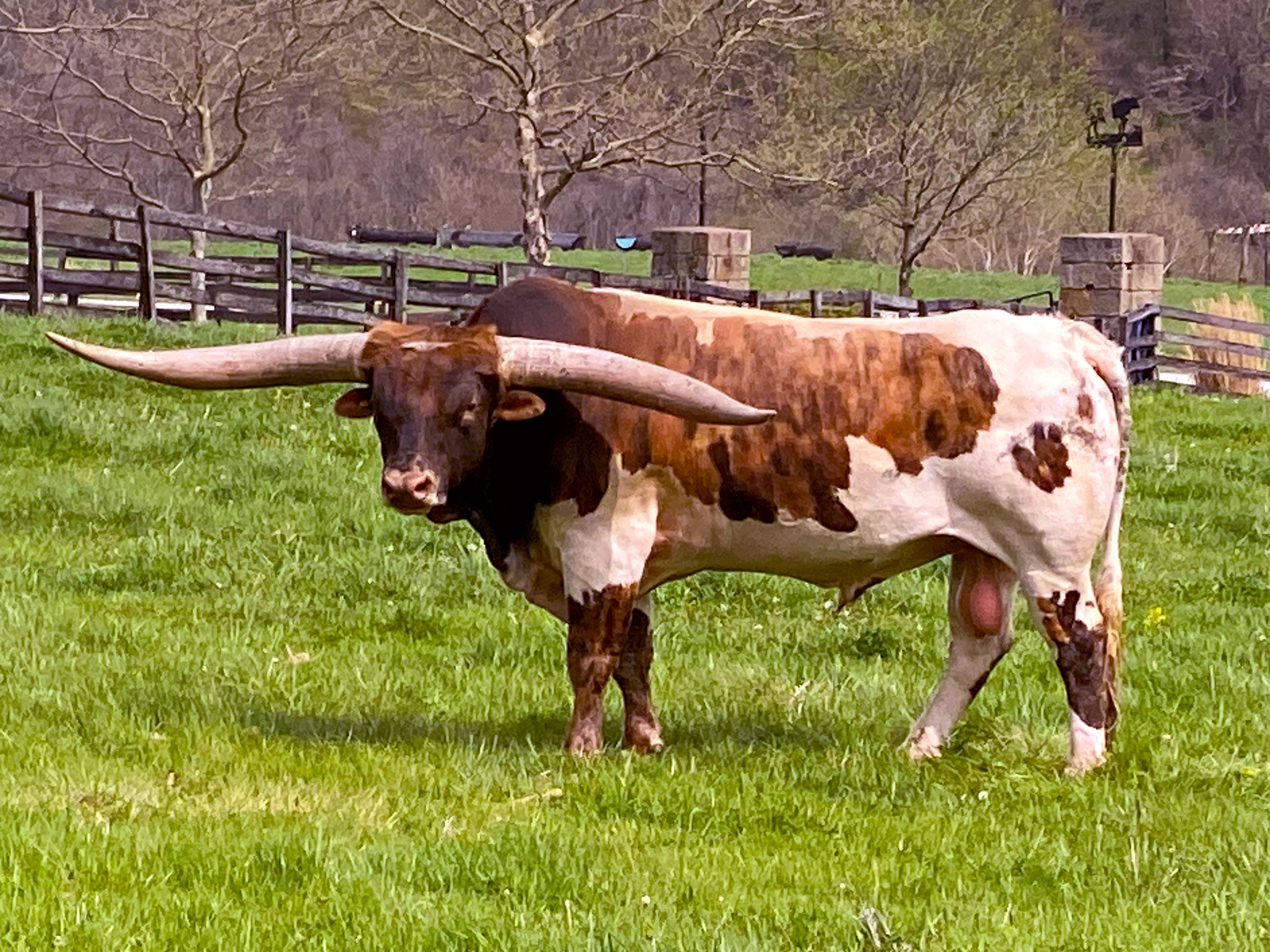 CP_7863_Point_Mark_20230421-Texas Longhorn Bull Point Mark