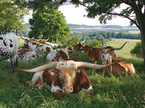 Cover of the 2005 Texas Longhorn Celebrity Calendar showing a herdsire Winchester with his group of cows in the shade on a hillside in Belmont county Ohio