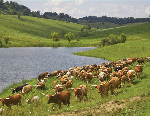 Cover of the 2010 Texas Longhorn Celebrity Calendar showing a group of cows on a hillside in Belmont county Ohio by a pond