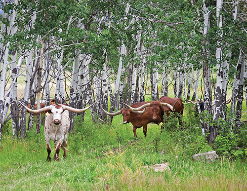Cover of the 2011 Texas Longhorn Celebrity Calendar showing a group of large steers in the Aspens on the Western Slope of Colorado near Somerset