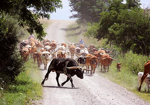 Texas Longhorn Herd on Muskrat Road - Barnesville, Ohio