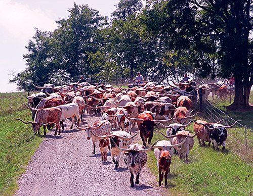 Cover of the 2017 Texas Longhorn Celebrity Calendar showing a group of cows on Muskrat Rd near Fairview Ohio