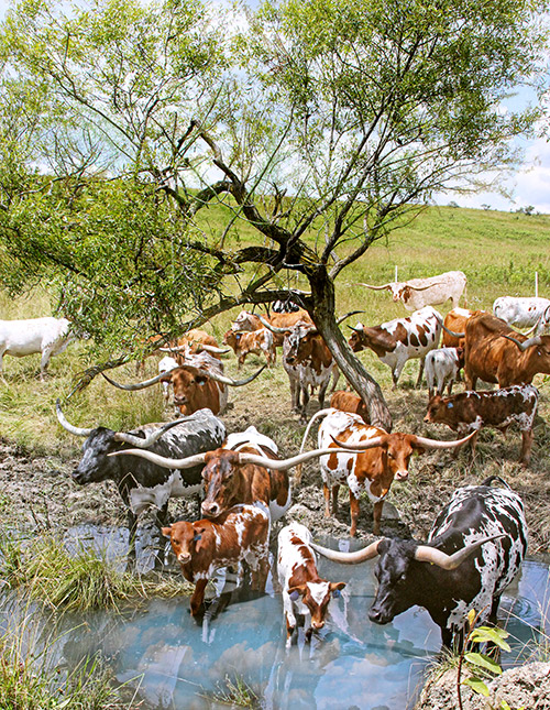Cover of the 2020 Texas Longhorn Celebrity Calendar showing a herd of Texas Longhorns cooling in the stream duing a hot August day in Barnesville Ohio