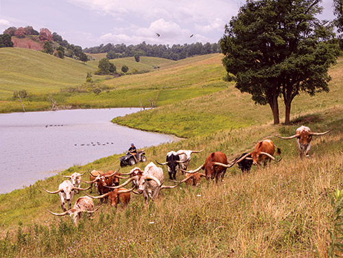 Group of Texas Longhorn Trophy Steers by pond with ATV near Barnesville Ohio.