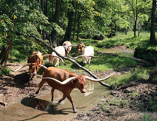 Cover of the 2022 Texas Longhorn Celebrity Calendar showing a herd of Texas Longhorn steers crossing a creek near Barnesville Ohio