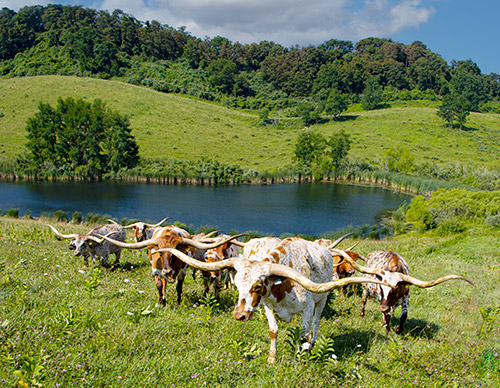 Cover of the 2023 Texas Longhorn Celebrity Calendar showing a herd of Texas Longhorn cows on the hillside above a pond near Hendrysburg Ohio