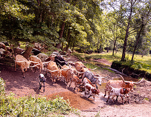 Cover of the 2024 Texas Longhorn Celebrity Calendar showing a herd of Texas Longhorn cows crossing a stream near Barnesville Ohio