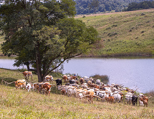 Inside page of the 2026 Texas Longhorn Celebrity Calendar showing a herd of Texas Longhorn cows beside a pond near Fairview Ohio