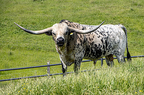 Texas Longhorn bull Showman in bull paddock near Hendrysburg Ohio