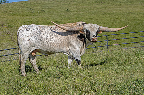 Texas Longhorn bull Giver  in bull paddock near Barnesville Ohio