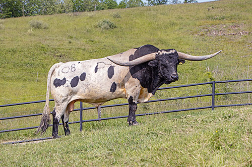 Texas Longhorn bull Tin Cup in bull paddock near Barnesville Ohio