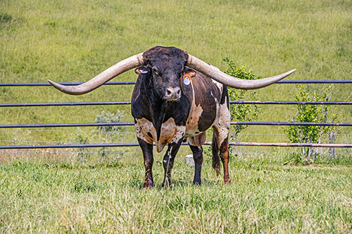 Texas Longhorn bull Jam Box in bull paddock near Barnesville Ohio