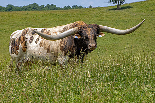Texas Longhorn bull Drop Box standing alone out in the pasture on a nice July day in Ohio