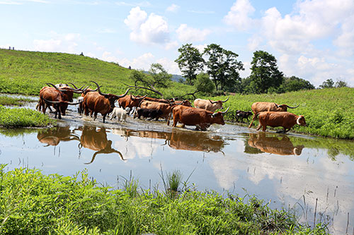 Nice group of Texas Longhorn cows with calves at Dickinson Cattle co – keeping cool in a small pond on a hot August day