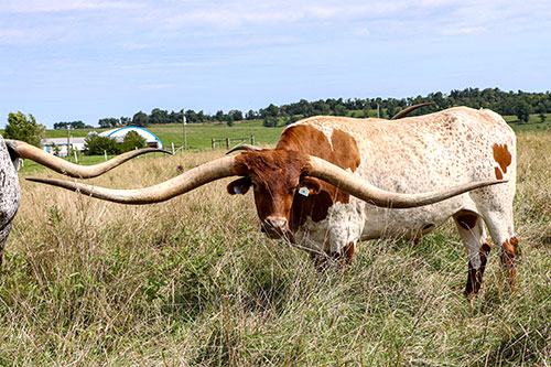 Texas Longhorn Trophy Steer named Times Up near Barnesville Ohio with other steer buddies