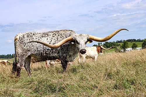 Texas Longhorn Freemartin Steer named Gala Galore near Barnesville Ohio with other steer buddies