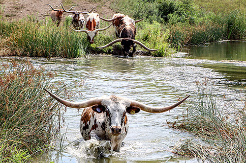 Texas Longhorn bull Jam Box and cows crossing a shallow spot in the pond near Fairview Ohio