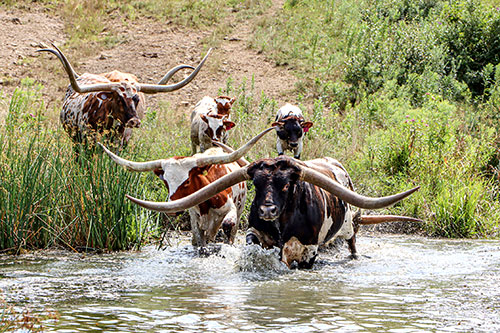 Texas Longhorn bull Jam Box and cows crossing a shallow spot in the pond near Fairview Ohio
