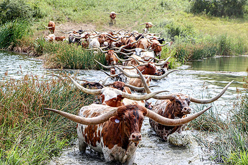 Texas Longhorn bull Jam Box and cows crossing a shallow spot in the pond at Dickinson Cattle Co