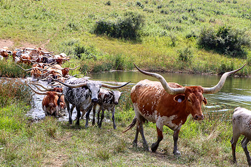 Large herd of Texas Longhorn cows crossing a pond at Dickinson Cattle Co