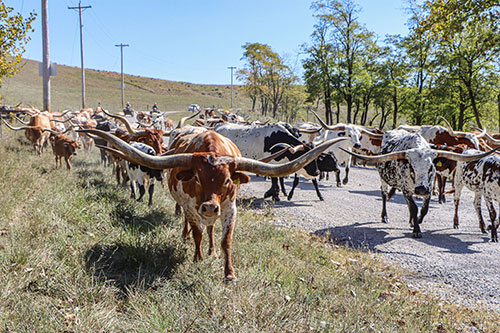 Large herd of big horned Texas Longhorn cows on Muskrat Road near Hendrysburg Ohio