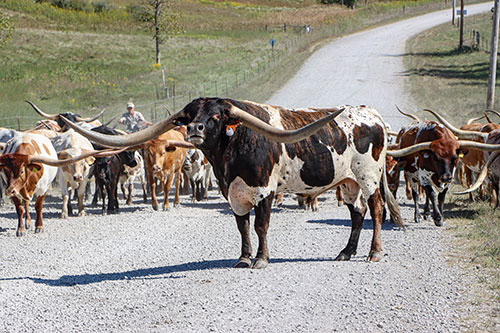 Texas Longhorn bull Jam Box with his cows standing in the middle of Muskrat Road