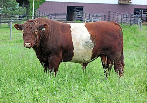 Buelingo Bull - Scarlet Kid