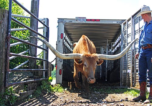 Longhorn Trophy Steer - Sequoia Man getting off trailer at Dickinson Cattle Co