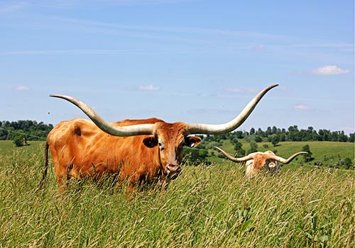 Longhorn Trophy Steer - Sequoia Man out in Ohio Pastures at Dickinson Cattle Co