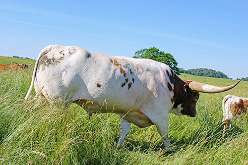 Longhorn bull "Win Win" on the job at Dickinson Cattle Co. near Barnesville, Ohio