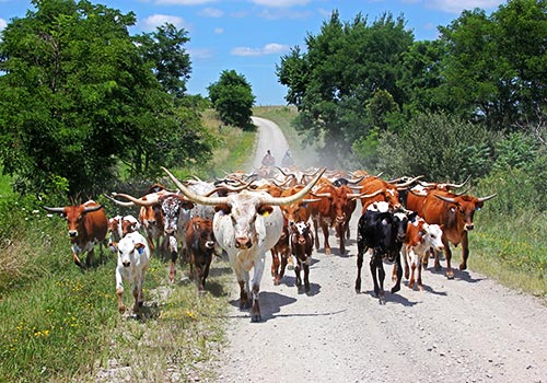 Texas Longhorn Herd on Muskrat Road - Barnesville, Ohio