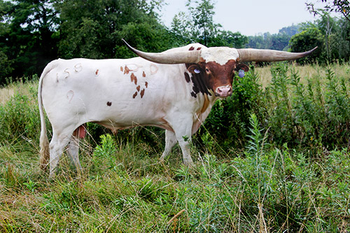 Longhorn Bull Clear Point - Dickinson Cattle Co - Multiple Horn Championships