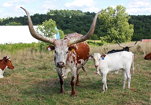 Watusi Cow - High Ding - with Calf at Dickinson Cattle Co in Ohio