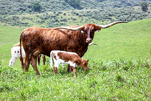Texas Longhorn Cow named Jamaju with her baby calf near Barnesville Ohio.