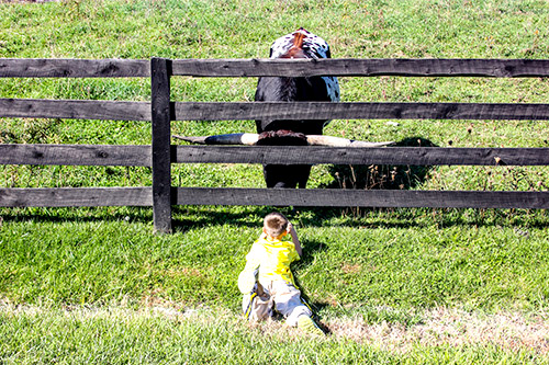 Little boy laying on his stomach taking a picture nose to nose with Texas Longhorn Bull.