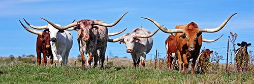 Fancy Texas Longhorn Steers in the pasture at Dickinson Cattle Co in Barnesville, Ohio