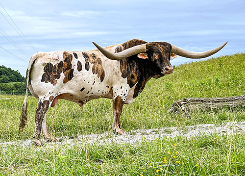 Texas Longhorn Bull Drop Box