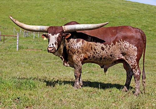 Watsui Herd Sire - Titan Wolf