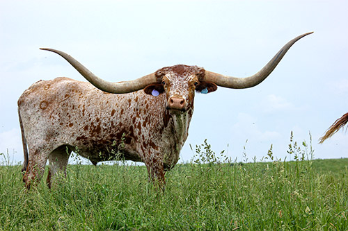 Texas Longhorn Trophy Steer "Junction" at Dickinson Cattle Co. Summer of 2016.
