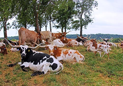 Happy Herd of Cows lounging under the trees at Dickinson Cattle Co.